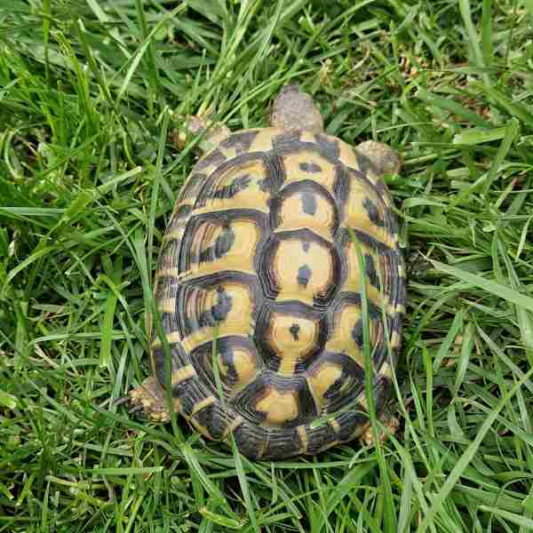 Vente Tortue hermann male et femelle