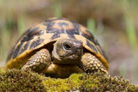 Tortue hermann male et femelle