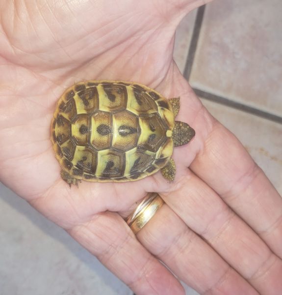 Tortue juvenile