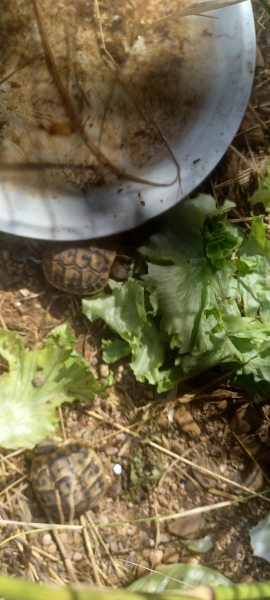 Vente Tortue juvenile