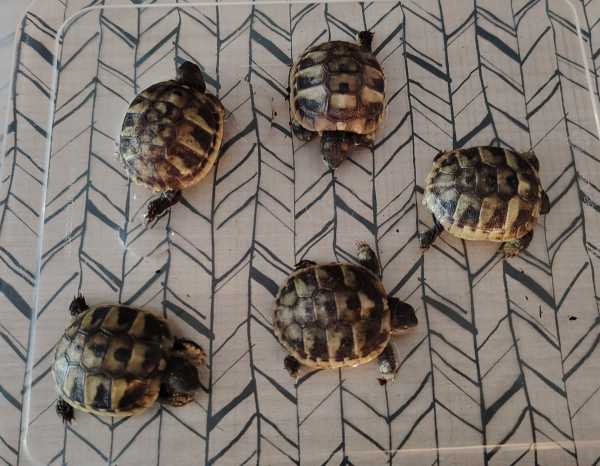 Tortue juv&eacute;nile