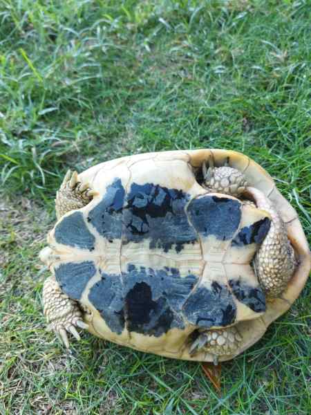 Vente Tortue mâle