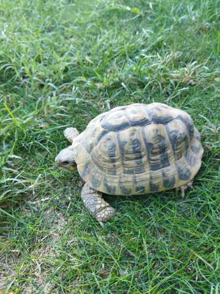 Tortue mâle