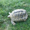 Vente Tortue mâle