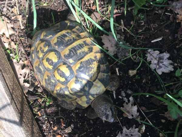 Vente Tortue m&acirc;le adulte hermann