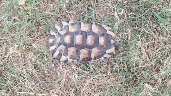 Tortue marginata