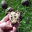 Tortue marginata pas cher