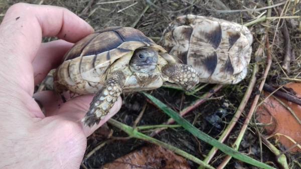 Vente Tortue marginata