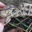 Tortue marginata pas cher