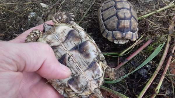 Tortue marginata pas cher