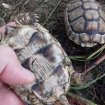 Annonce Tortue marginata