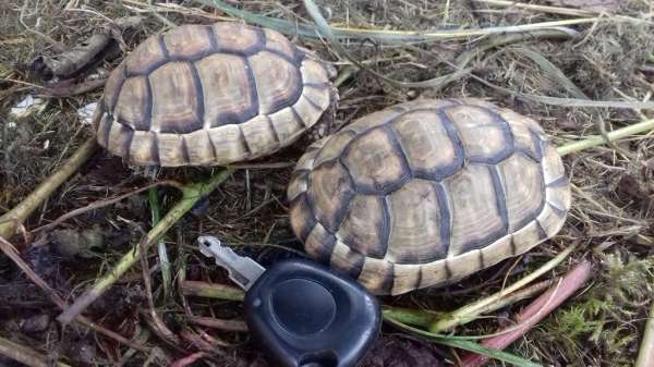 Annonce Tortue marginata