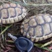 Tortue marginata occasion