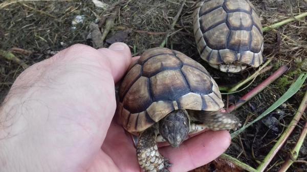 Tortue marginata