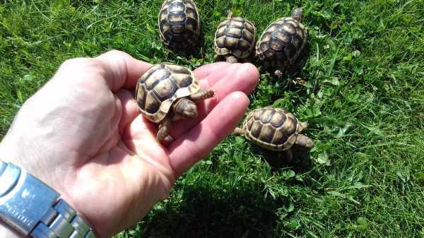 Annonce Tortue marginata.
