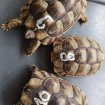 Tortue testudo marginata