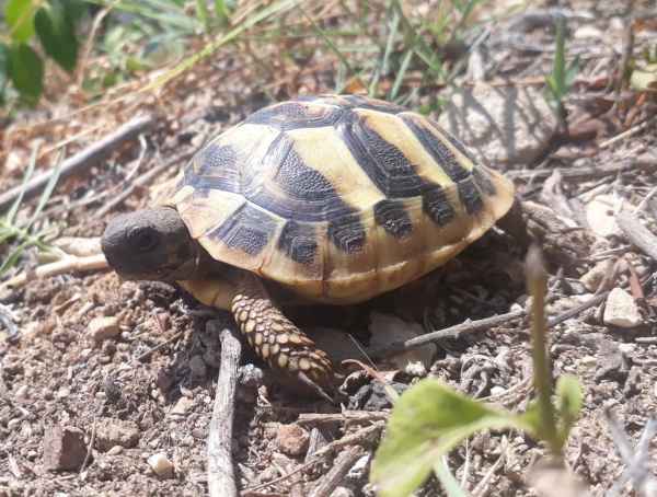 Tortues de terre bébés