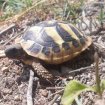 Vente Tortues de terre bébés