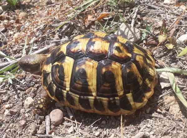 Vente Tortues de terre bébés