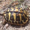 Tortues de terre bébés pas cher