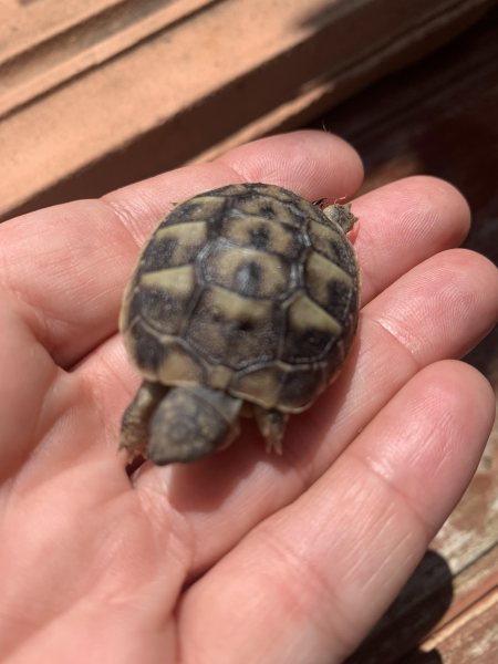 Vente Tortues de terre hermann