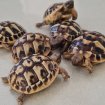 Vente Tortue de terre