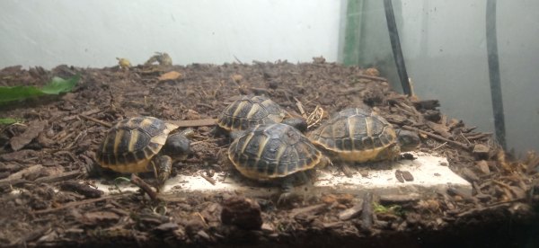 Tortues de terre juveniles