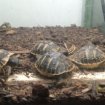 Vente Tortues de terre juveniles