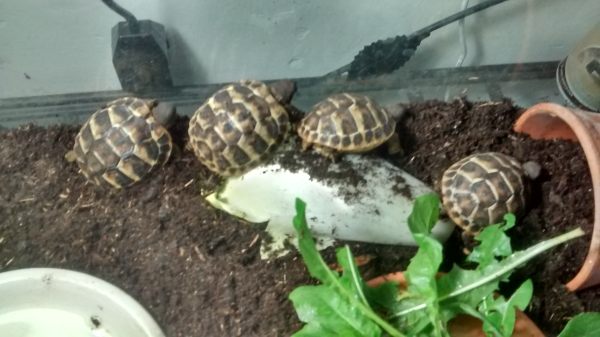 Vente Tortues de terre juveniles