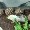 Tortues de terre juveniles pas cher