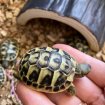 Tortues de terre juvenilles