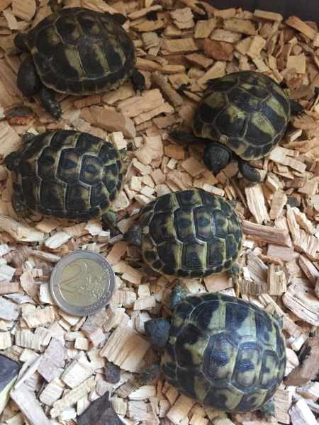 Tortues de terre juvenilles pas cher