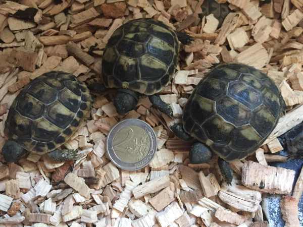 Annonce Tortues de terre juvenilles
