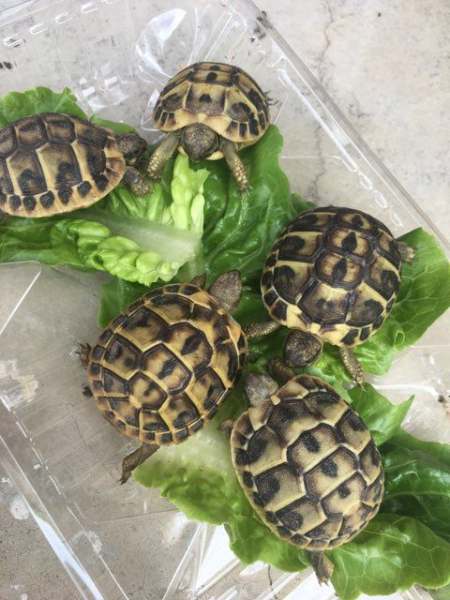 Tortues herman née en 2024