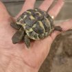 Annonce Tortues hermann