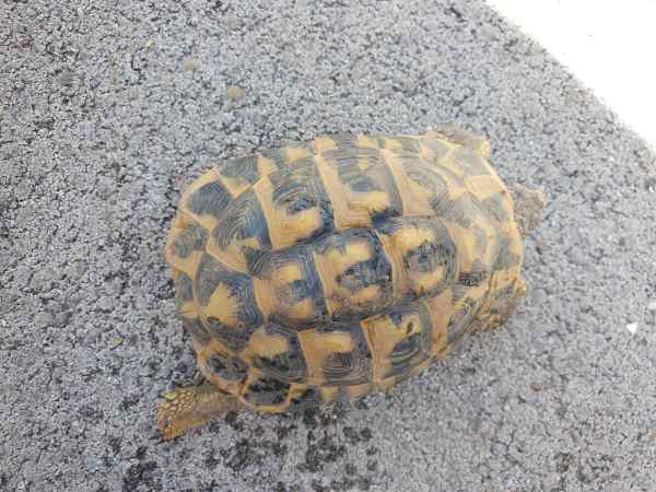Vente Tortues hermann