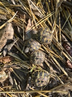 Tortues hermann bottgeri