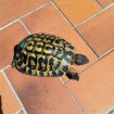 Vente Tortues hermann