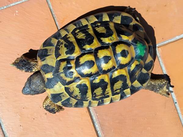 Vente Tortues hermann