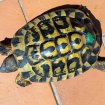 Tortues hermann pas cher