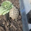 Vente Tortues hermann