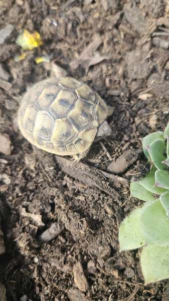 Vente Tortues hermann