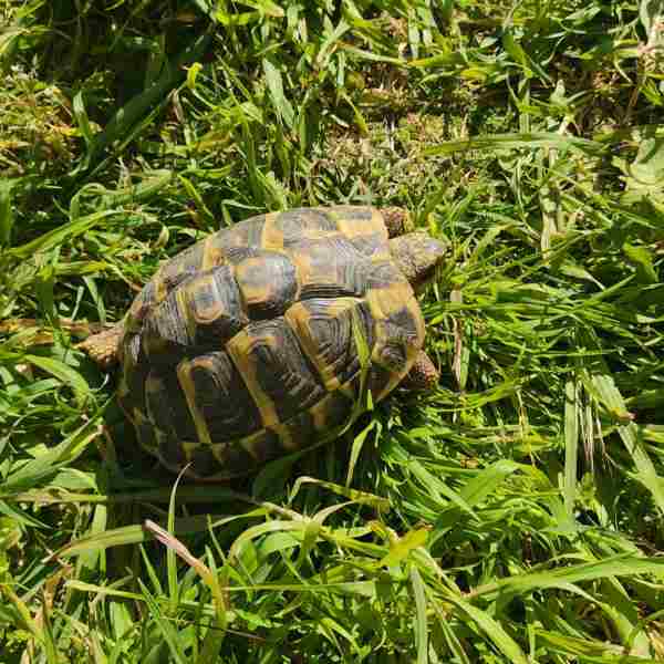 Tortues hermann