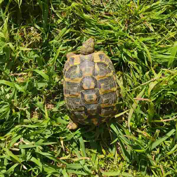 Tortues hermann pas cher
