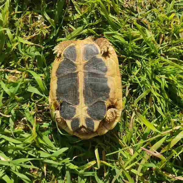 Annonce Tortues hermann