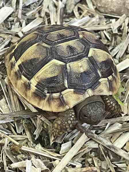 Tortue hermann