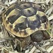 Tortue hermann