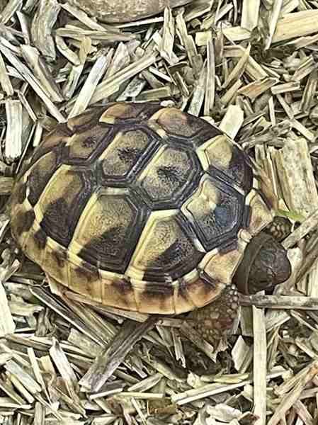 Vente Tortue hermann