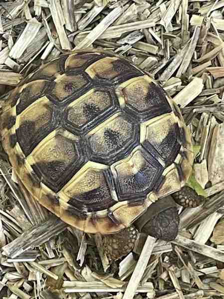 Tortue hermann pas cher
