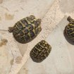 Tortues hermann